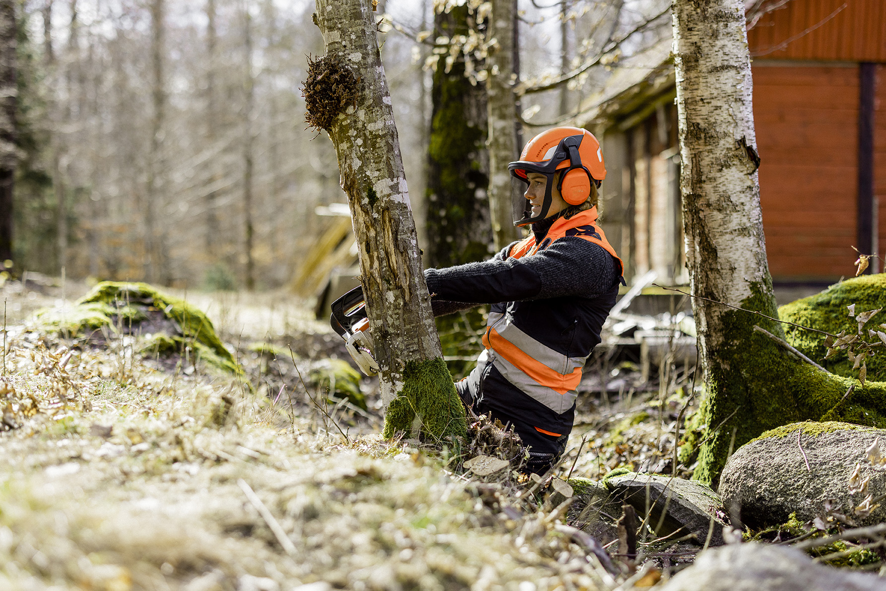 Hvordan felle et tre med motorsag