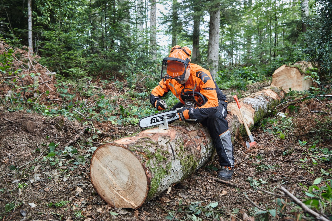 En mann i verneutstyr bruker en STIHL motorsag med massivt sverd til å kappe et felt tre