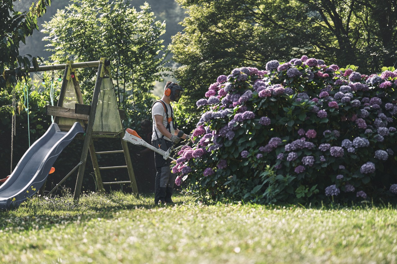 En mann med hørsels- og ansiktsvern står foran en stor hortensiabusk med en STIHL ryddesag 