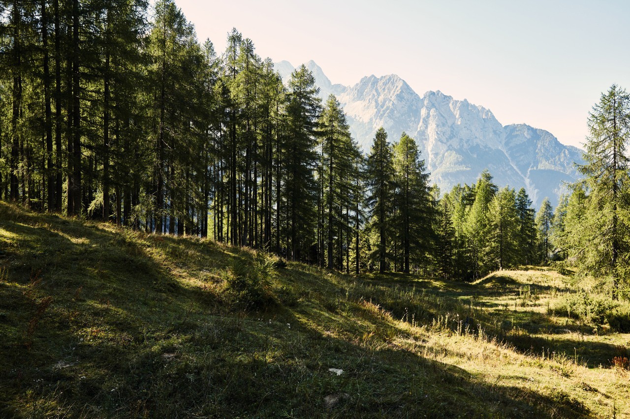 Skog- og fjellandskap